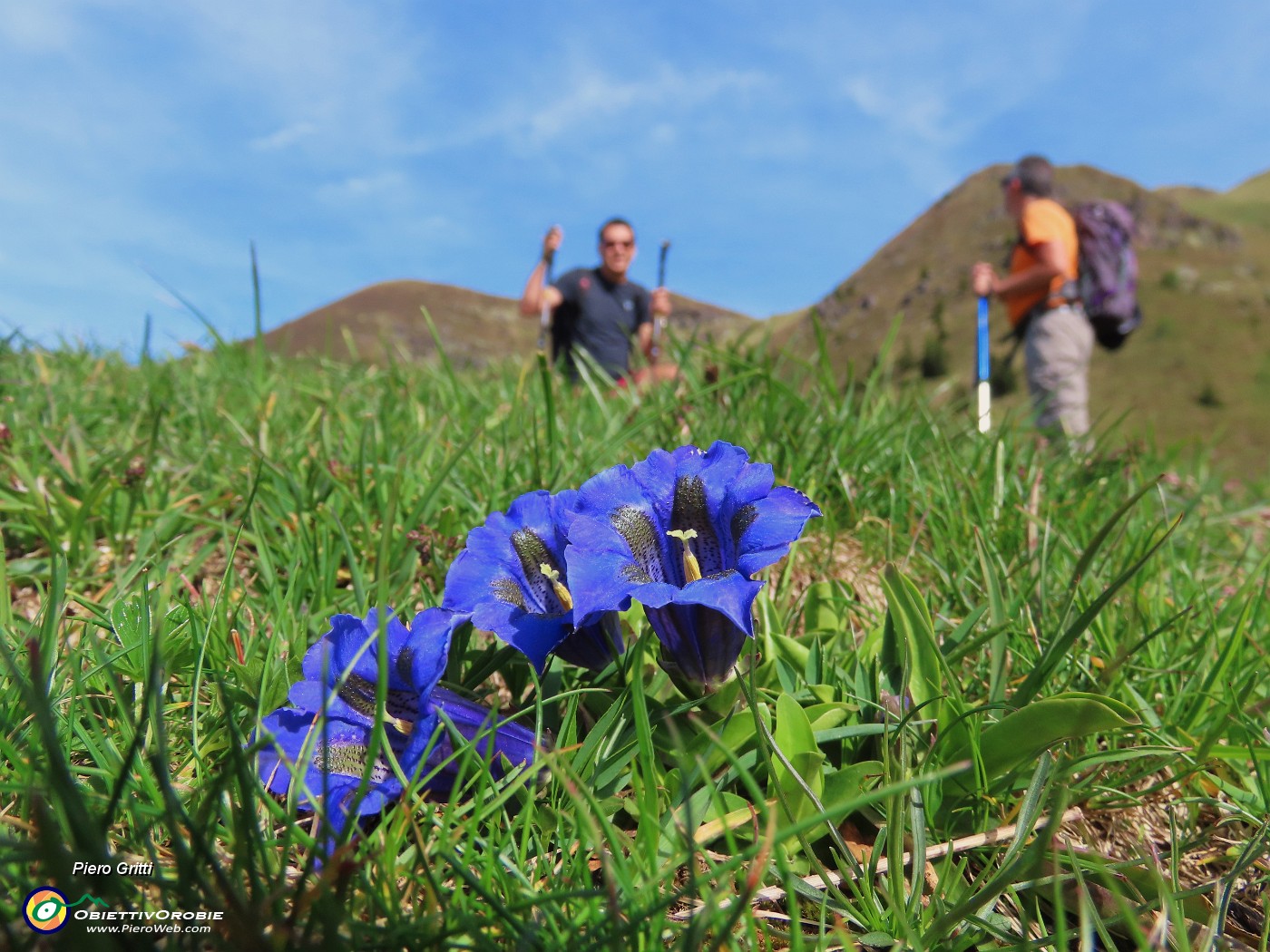 08 Gentiana acaulis (Genziana di Koch).JPG